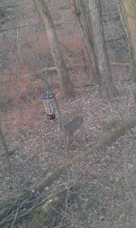 Button head eating out of my sketchy feeder