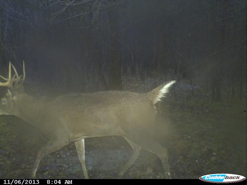 CDY 0365