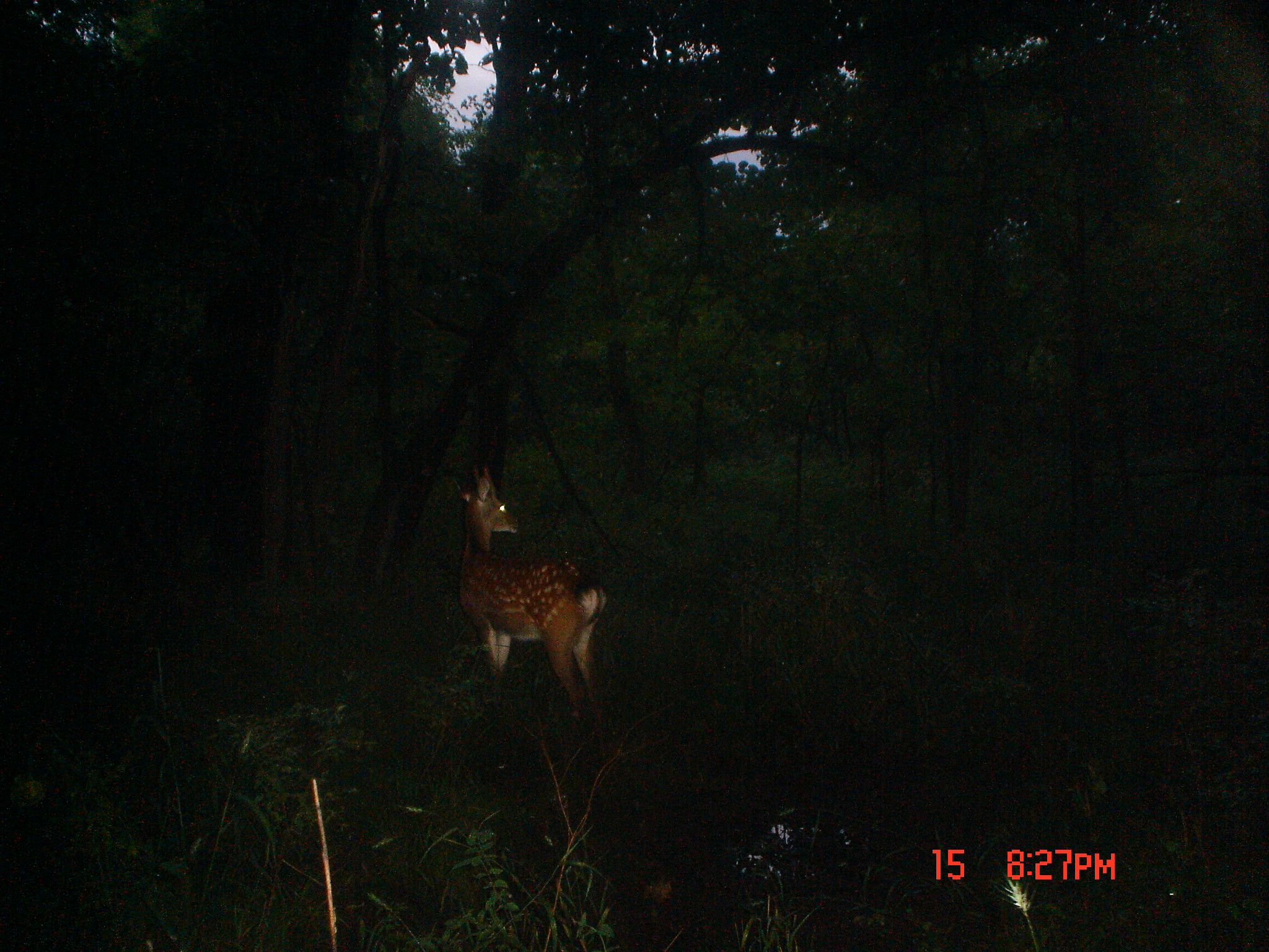 Central Iowa Axis Buck???