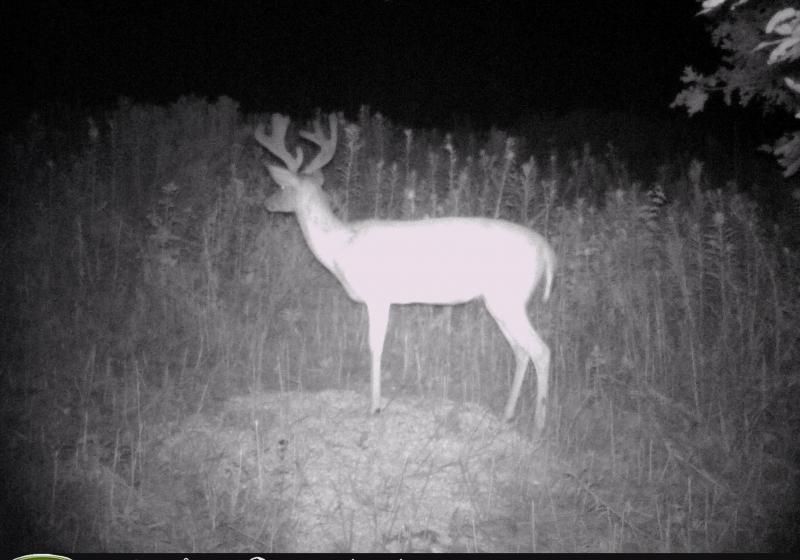 Check out that left G2. I've never seen such mass on a young deer. Wow !!!