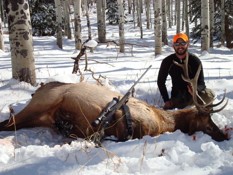 colorado bull