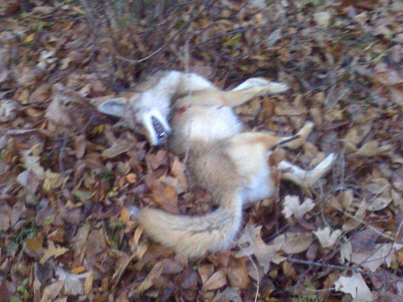 coyote 087