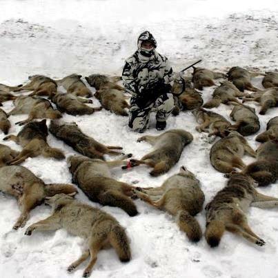 coyote hunting[1]