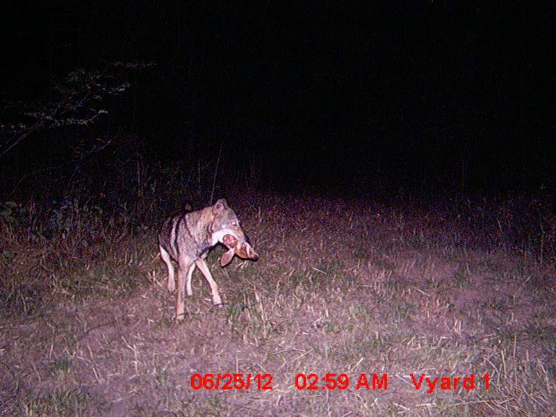 Coyote with Severed Fawn Head