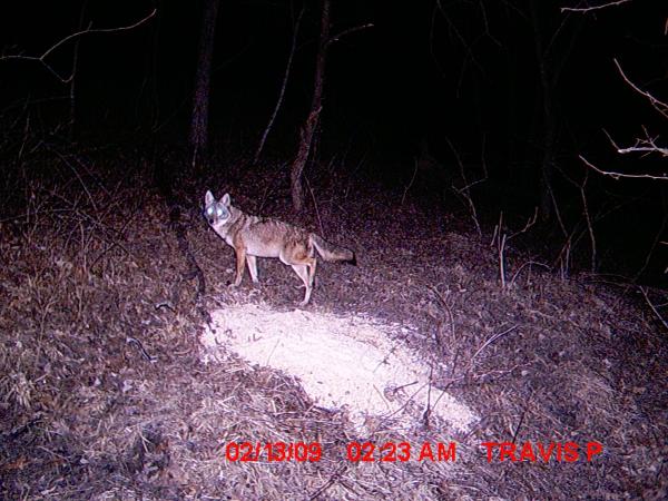 Coyote1