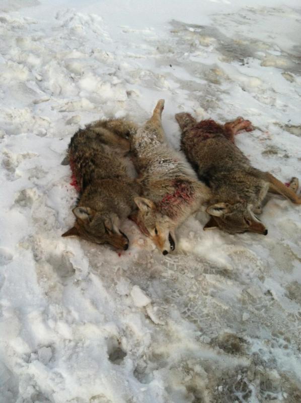 coyotes 14