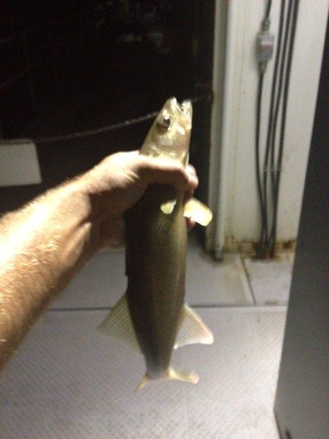 Crazy Perfect Fishing Night