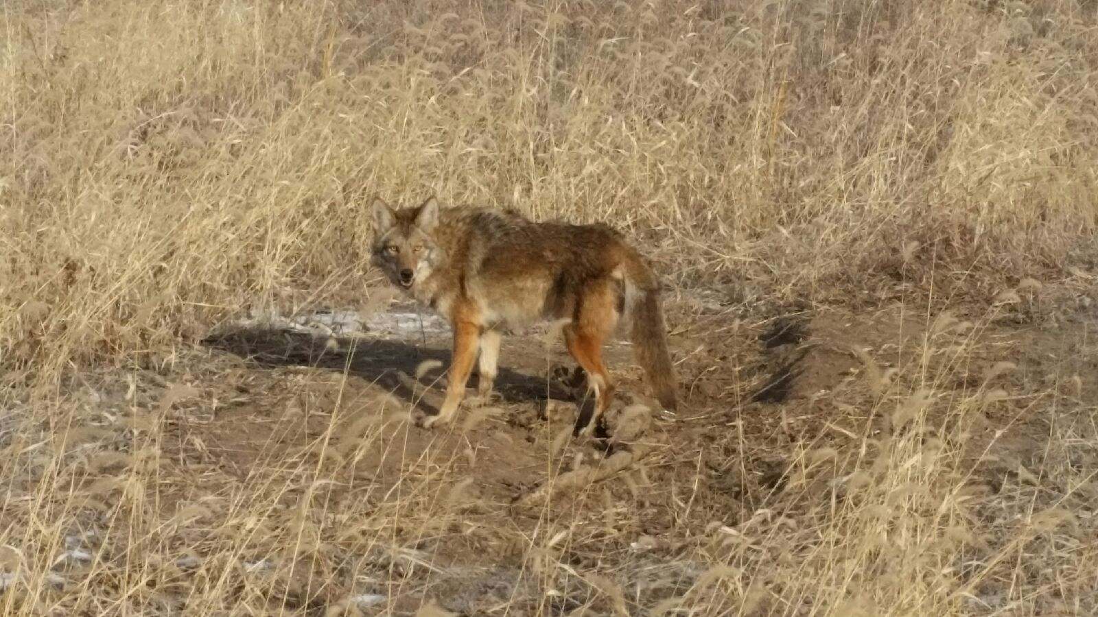 Dave Coyote2 2017