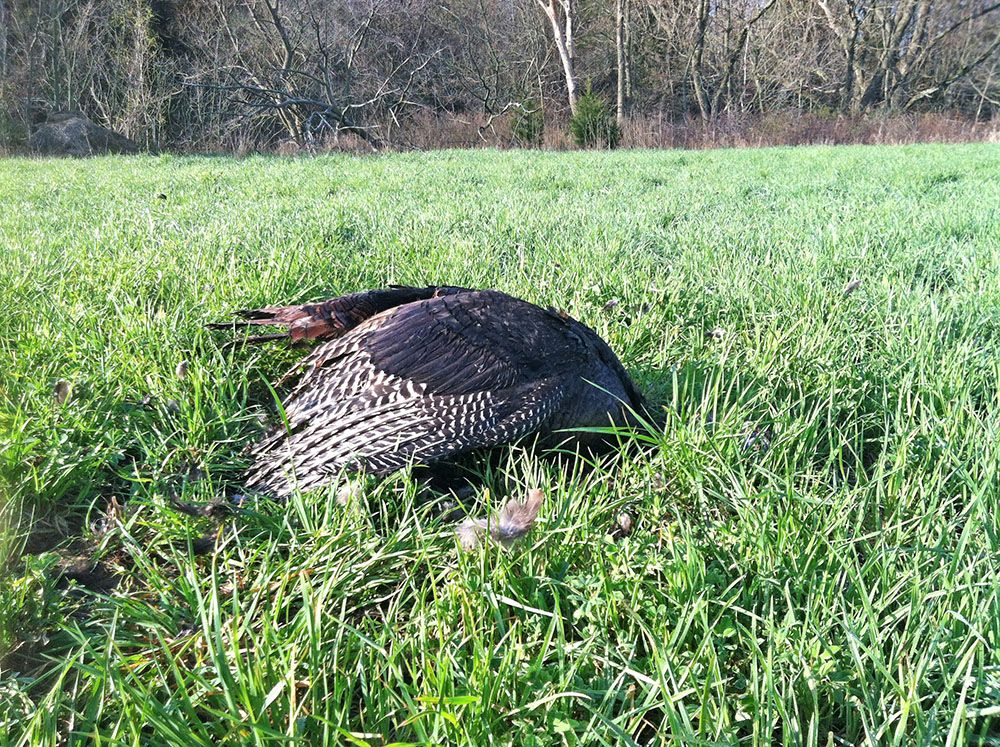Dead Bird (2)