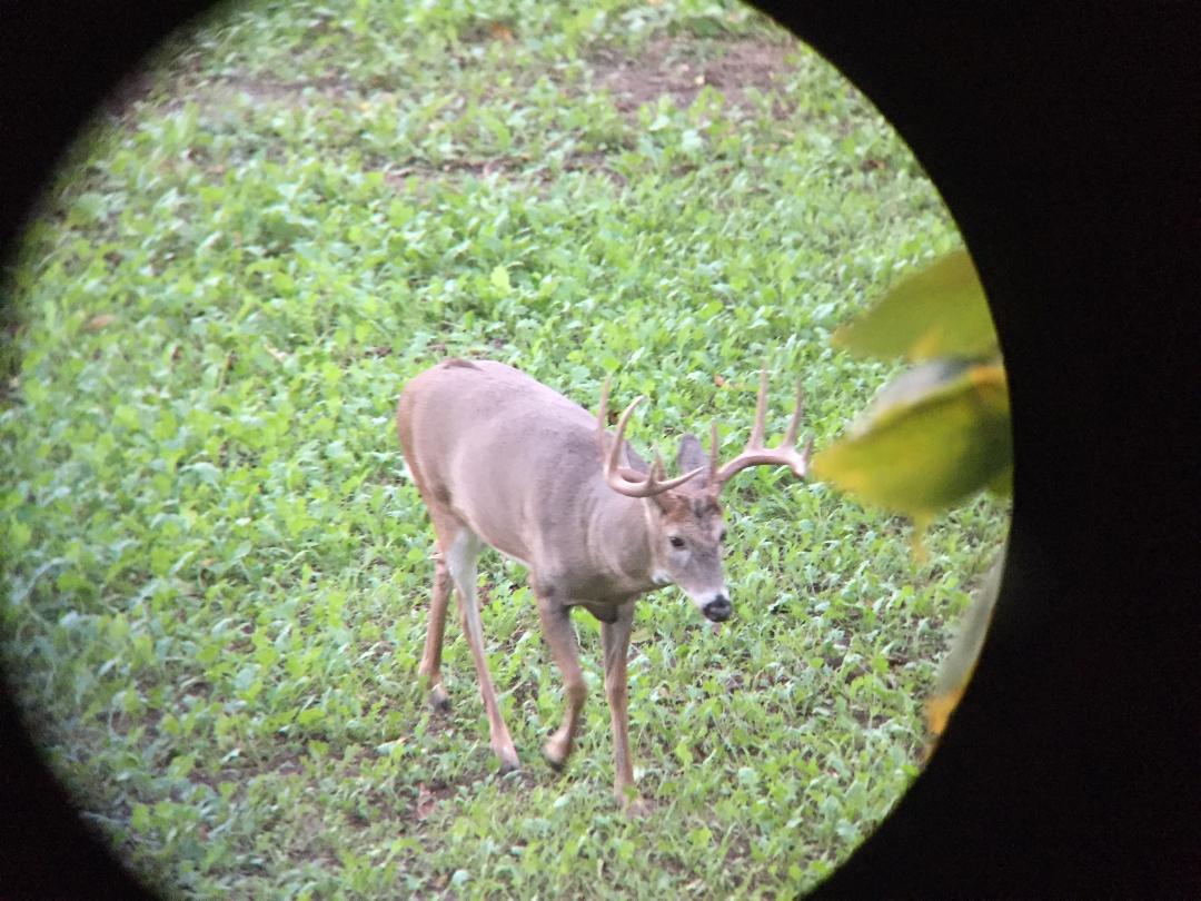 Dead buck walking