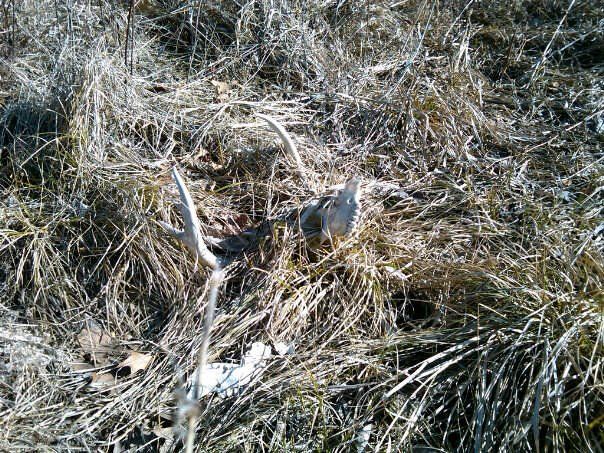 Dead Head #1