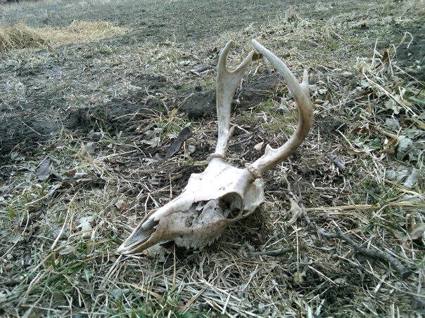Dead Head #2
