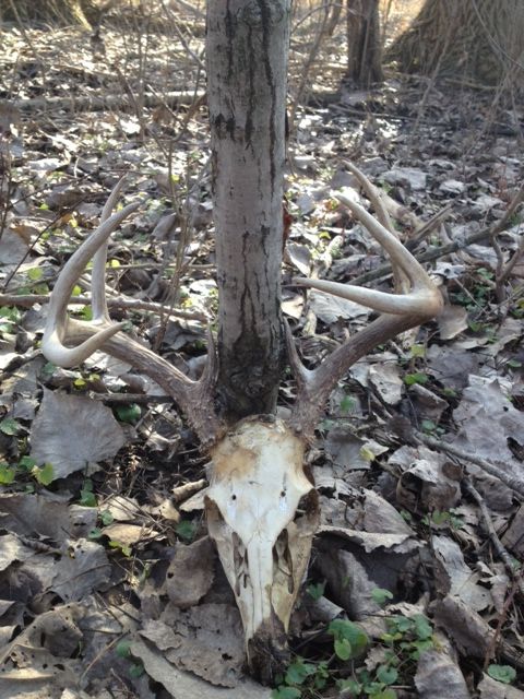 deadhead1 16photo