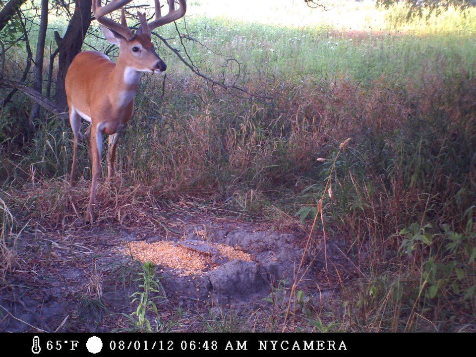 Decent Buck On Cam