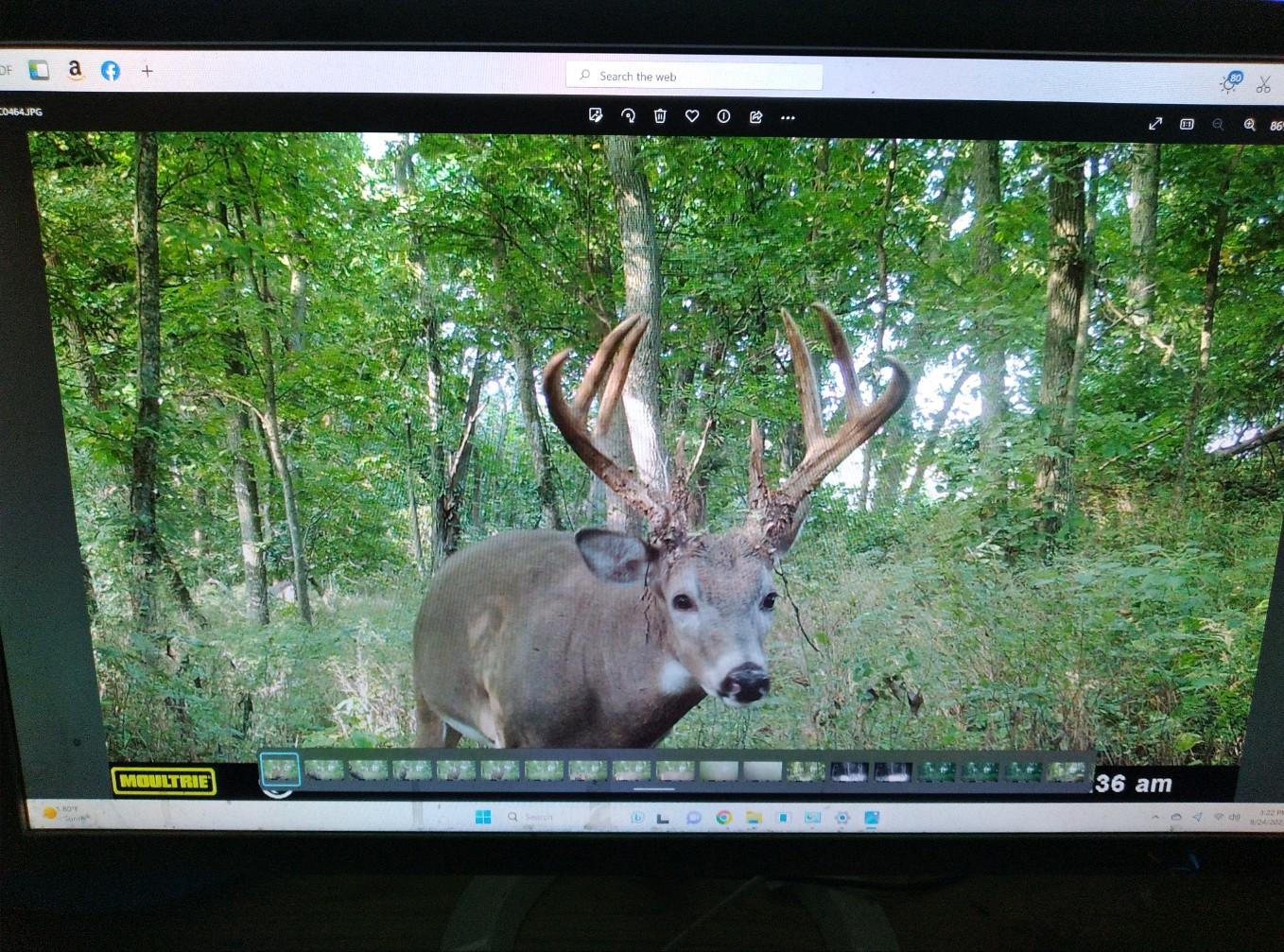 Decent Mature Buck ?