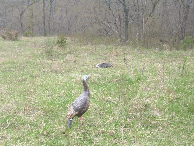 Decoy with gobbler in back ground