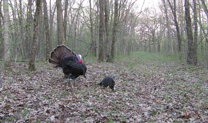 decoys in timber
