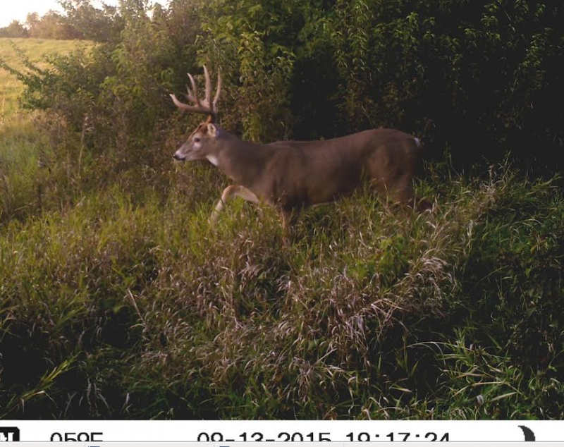 Deer 3