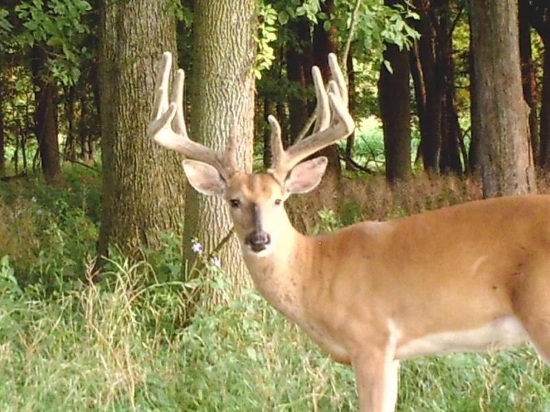 Deer 8 04 13 1174