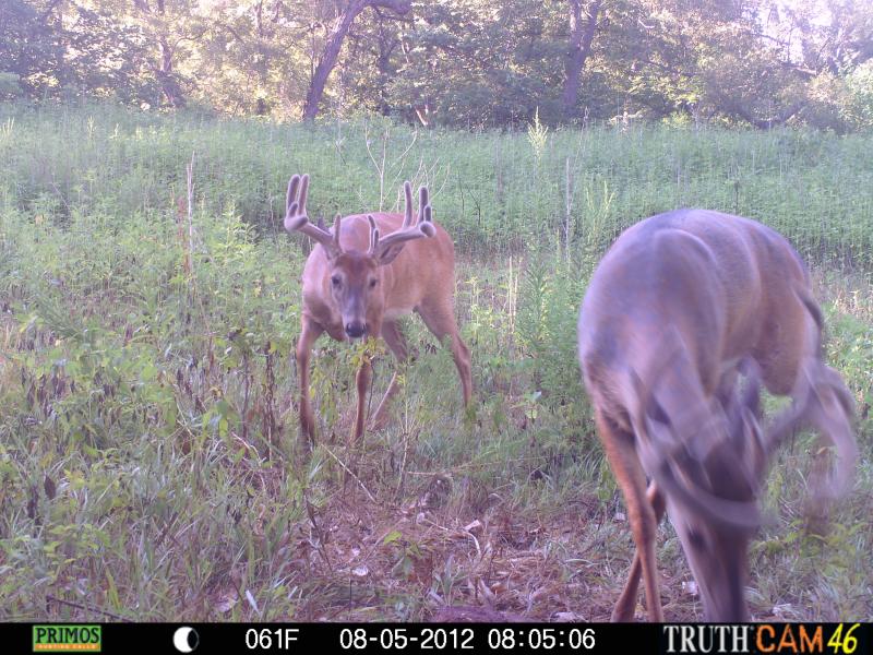 deer pics1 964