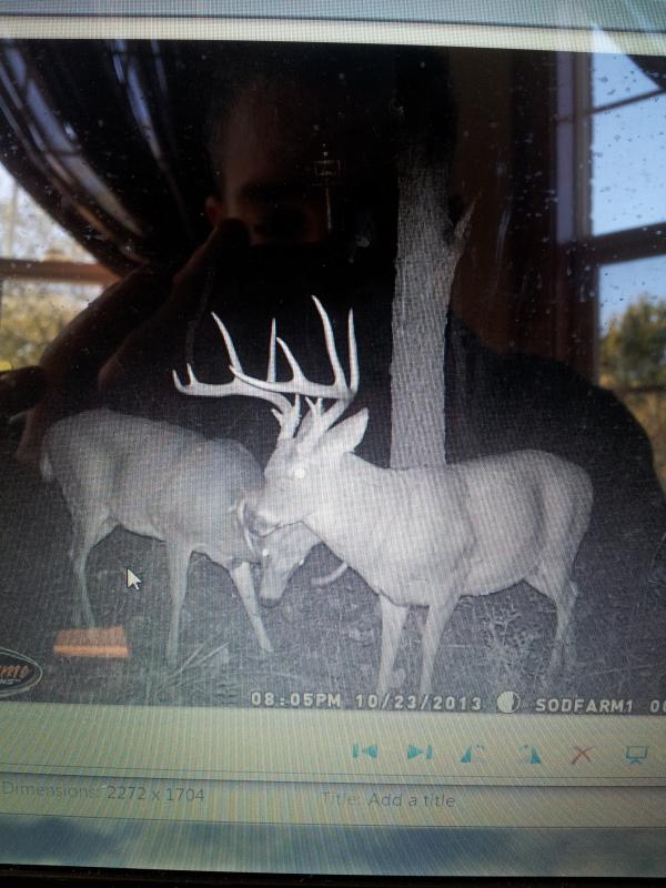 Deer
