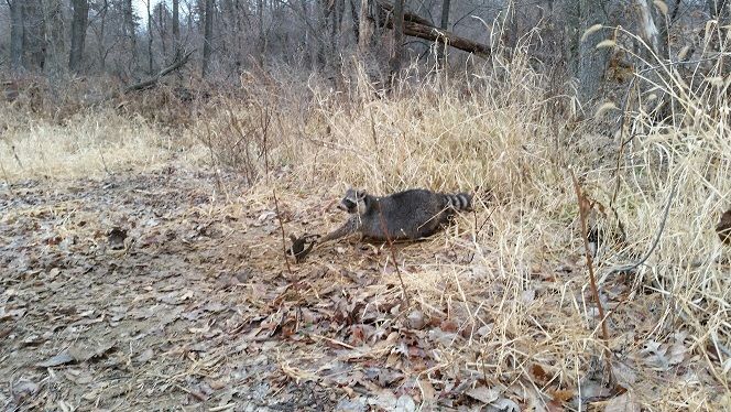 Dirt hole coon