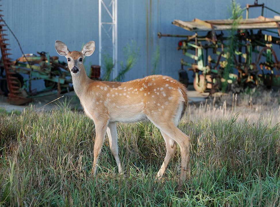 DK Bambi