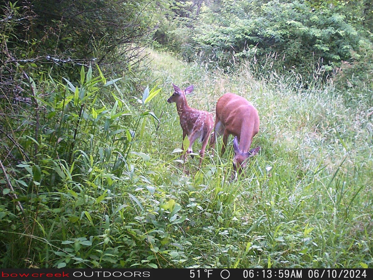 Doe with fawn.JPG