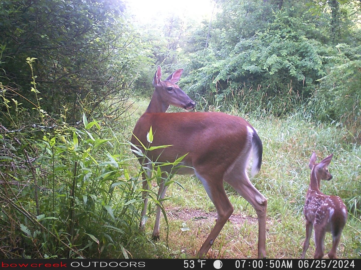 Doe with fawn.jpg