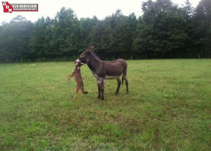 donkey