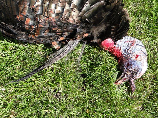 double beard on 4th season turk  10 7/8 and 7 1/2.  4-30-11