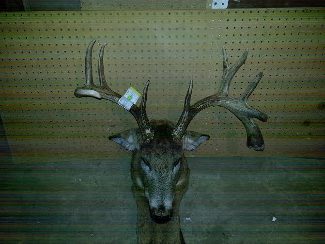 drop tine buck opening day of shotgun season 2013