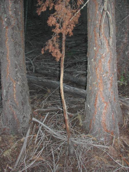 Elk rub on a fir sapling.