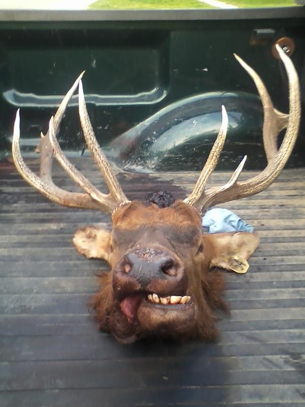 elk