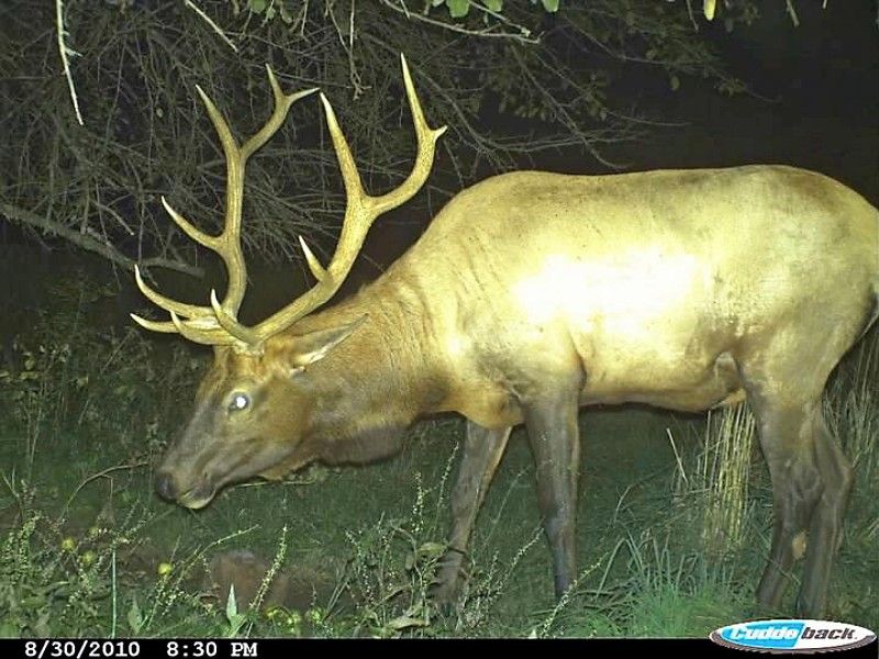 elk
