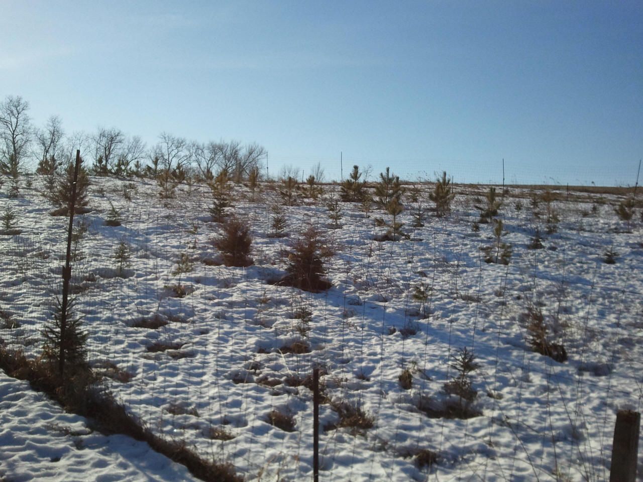 evergreen fence 1