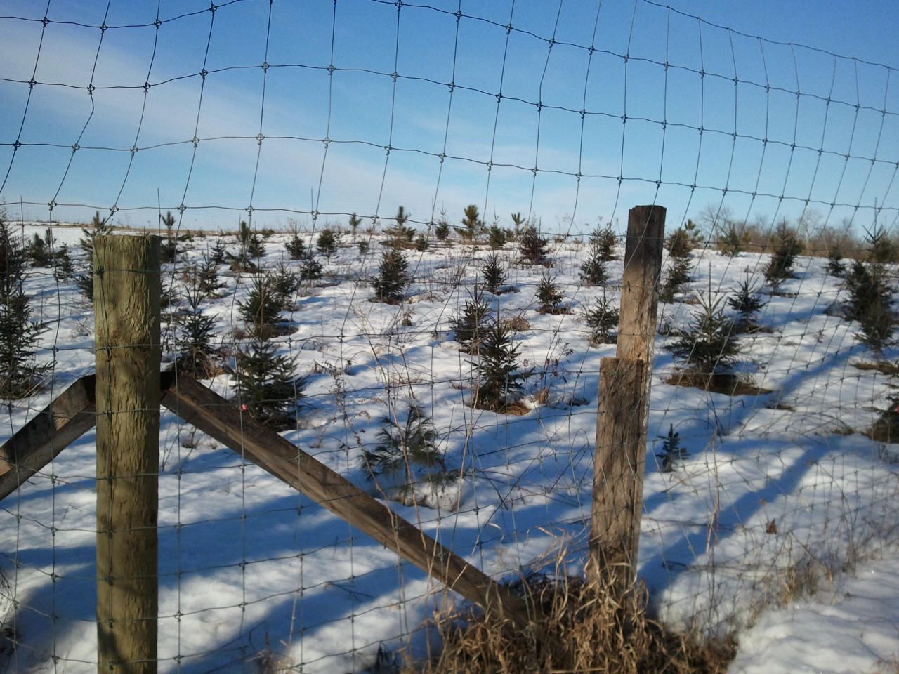 evergreen fence 2