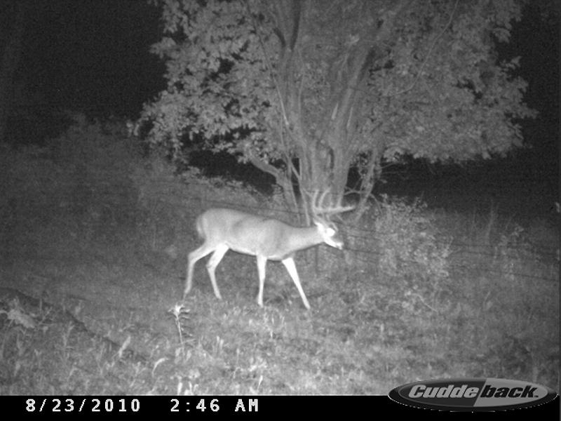 Farm 2 - Bachelor 2 or maybe 3....cant tell if he has a g4 on the left side like bachelor 2 does.