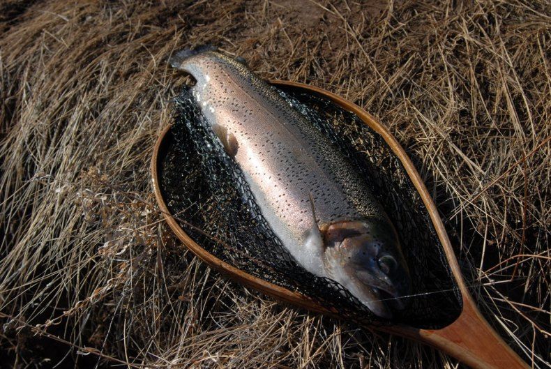 FAT bow in the net.