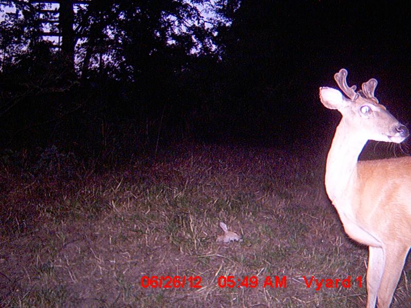 Fawn Head with Young Buck