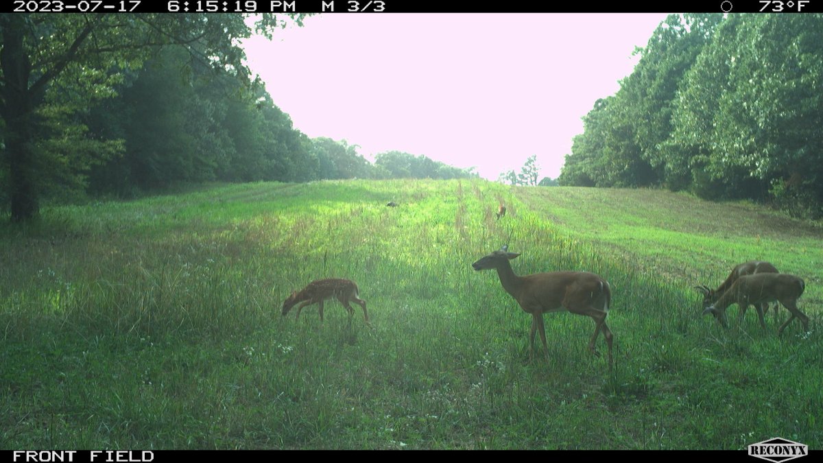 Fawn.JPG