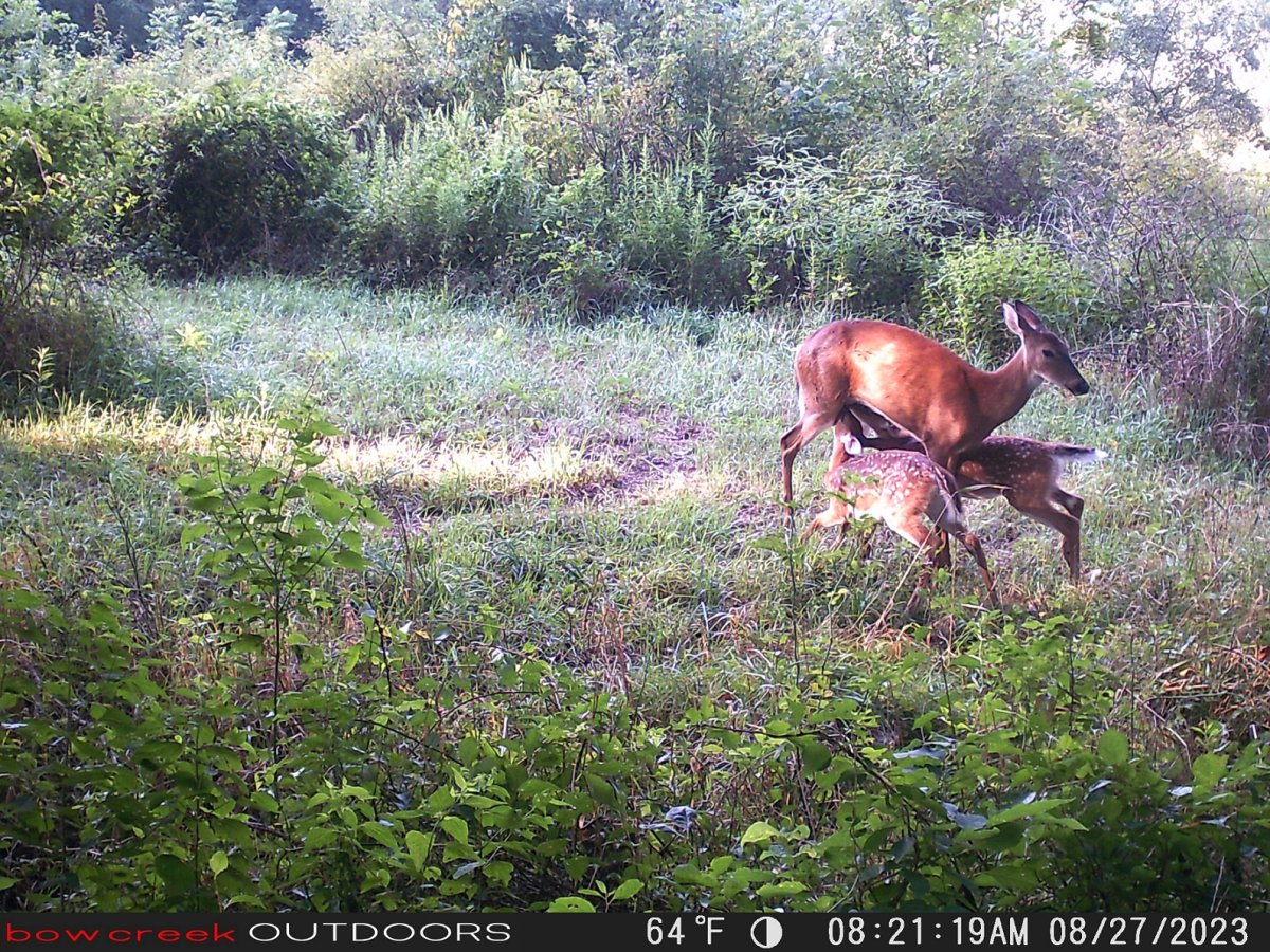 Fawns nursing.JPG