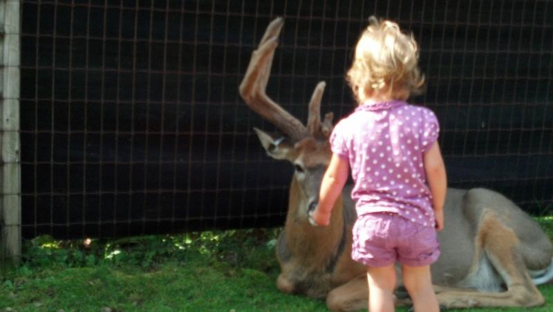 feeding buck