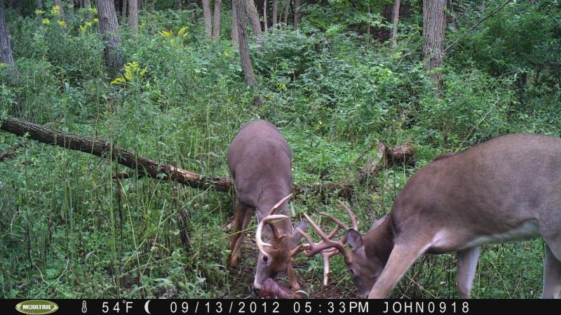 fighting bucks