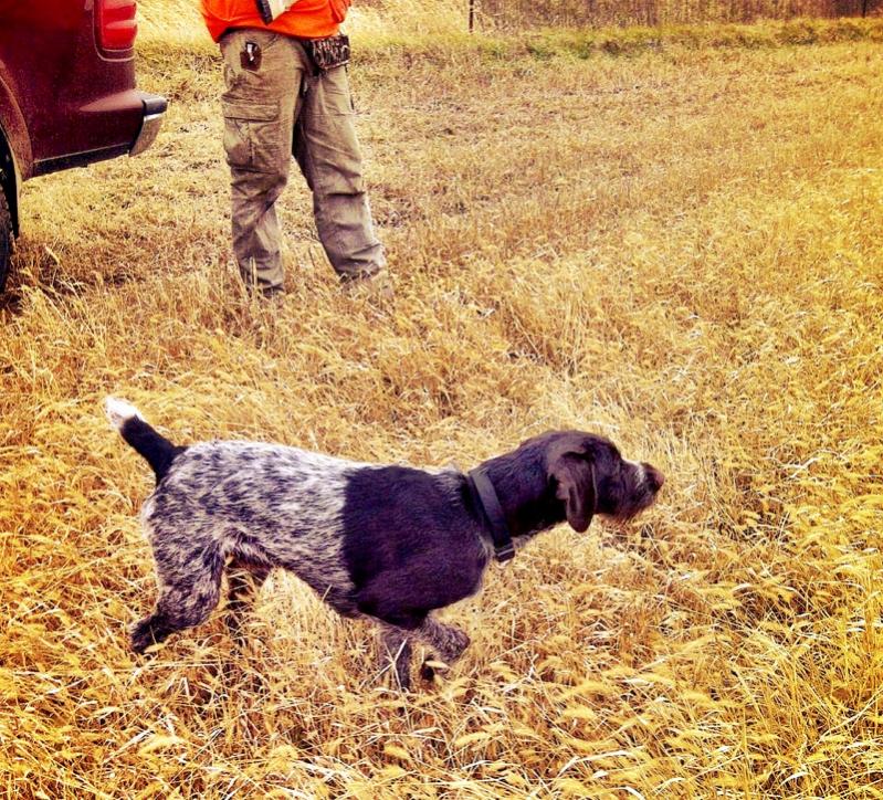 First point in the field 8 months old