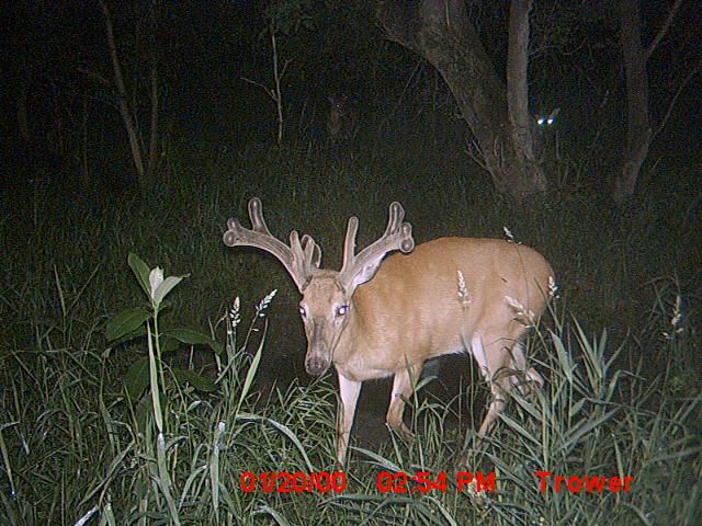 fisrt good buck