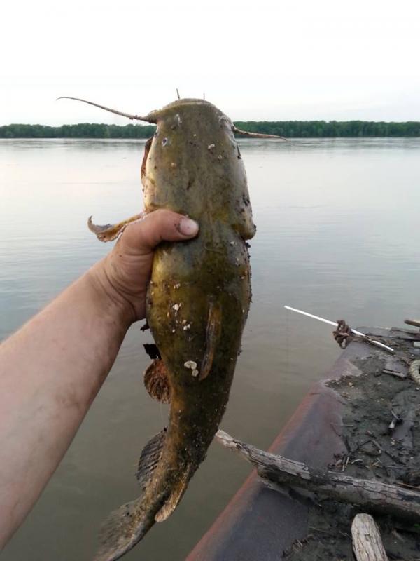 Flathead