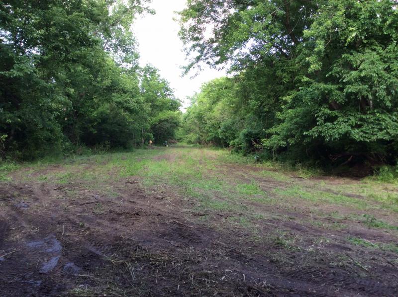 Food plot after spraying 6-18-14