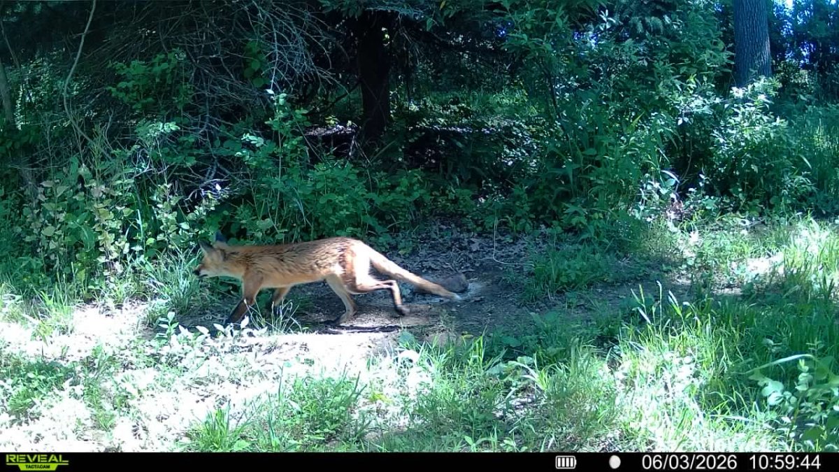fox no bushy tail.jpg