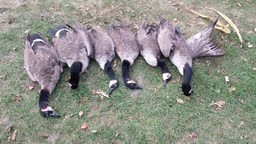 geese